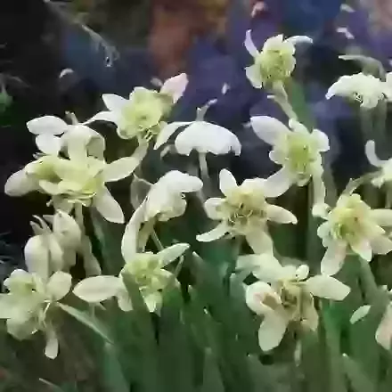 Nivalis Flore Pleno